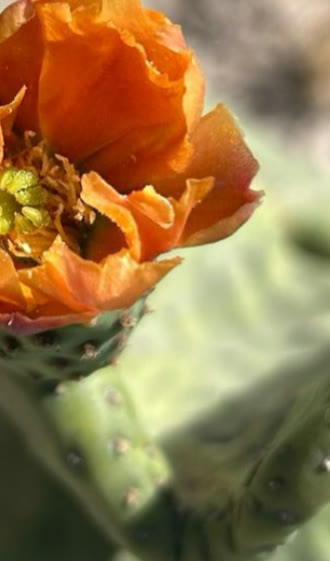 Flor de nopal Rojo Jalpa